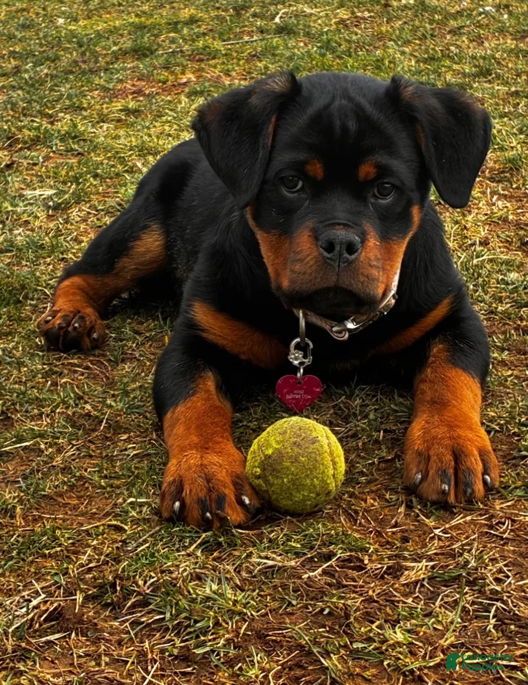 Miiko Rottweiler for sale in Steelton | Lancaster Puppies
