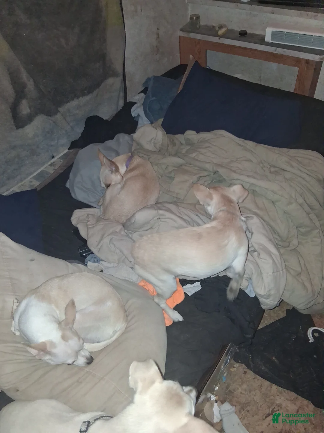 Chihuahua dogs for sale: Chihuahua 3 - Ad 1