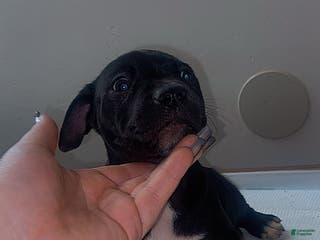 Mixed Breed dogs Mixed Breed Puppy 6 - Ad 4