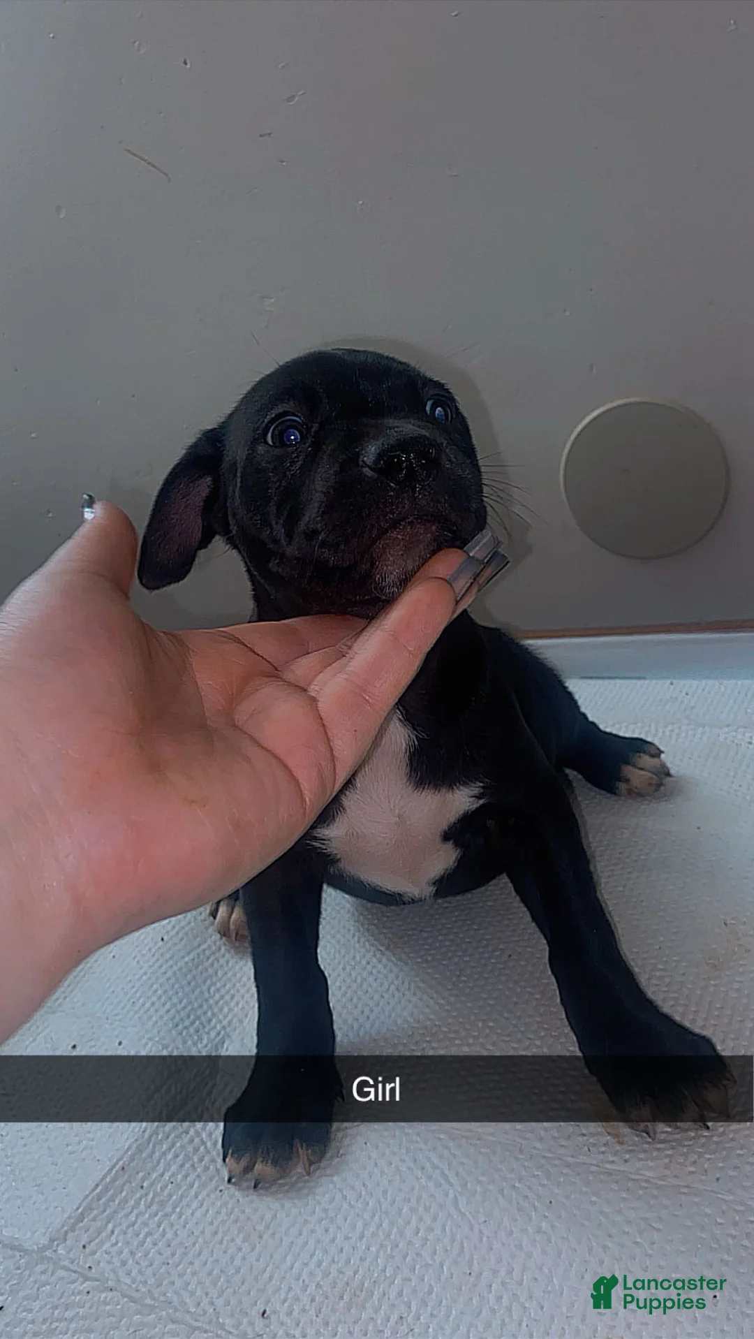 Mixed Breed dogs for sale: Mixed Breed Puppy 6 - Ad 1