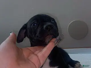 Mixed Breed dogs Mixed Breed Puppy 6 - Ad 7