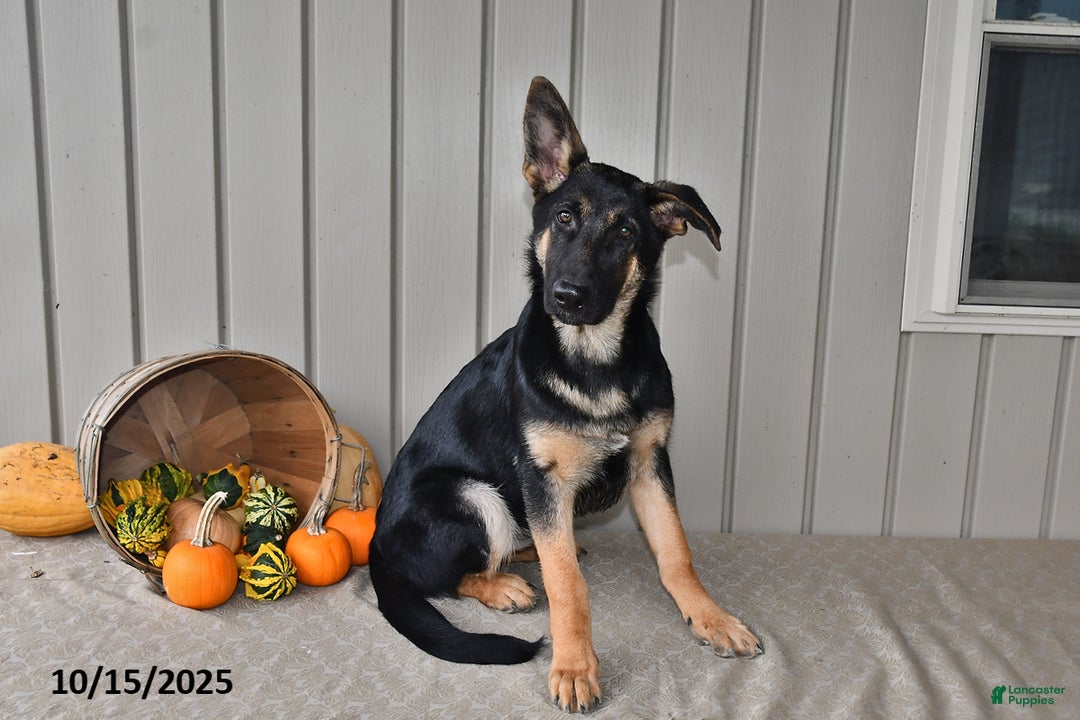 German Shepherd dogs for sale: Kelsey - Ad 2