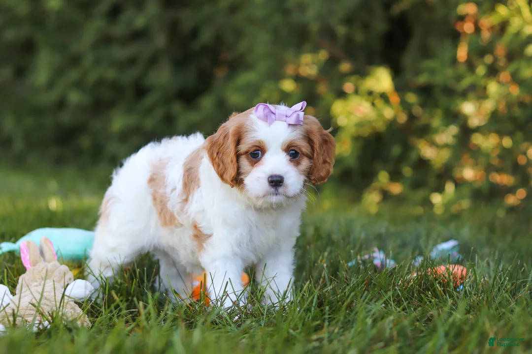Cavapoo dogs for sale: Ingrid - Ad 2