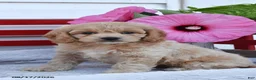 Cockapoo dogs for sale: Sage - Ad 1