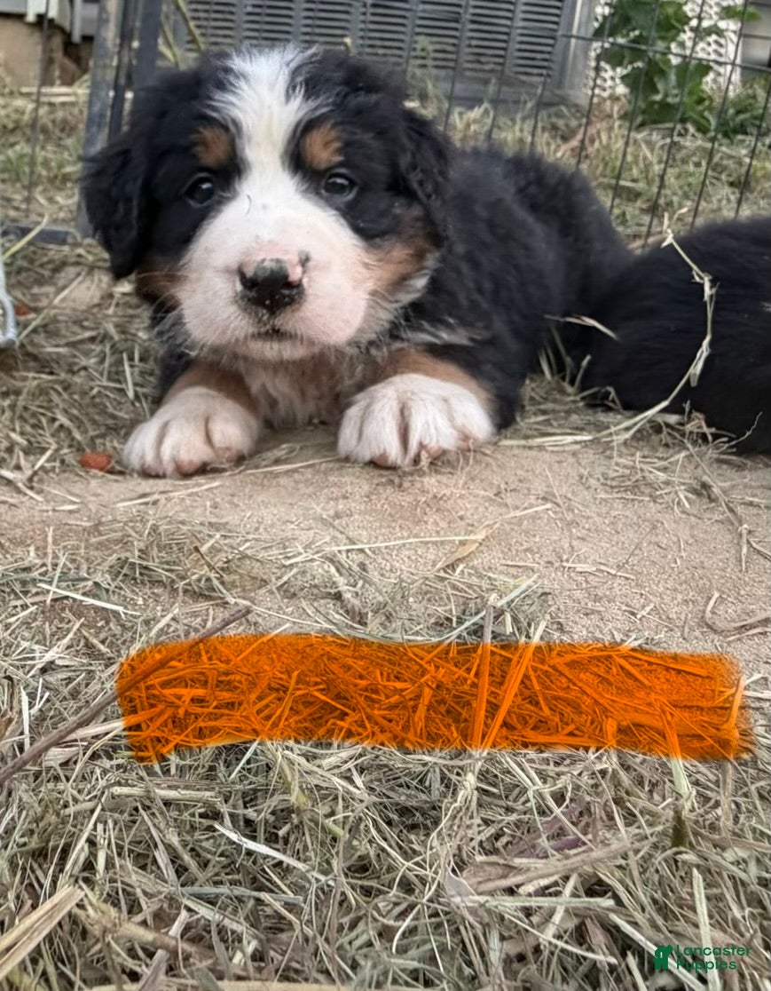 Bernese Mountain Dog dogs Orange - Ad 15
