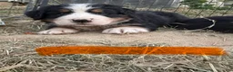 Bernese Mountain Dog dogs for sale: Orange - Ad 1
