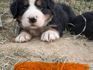 Bernese Mountain Dog dogs Orange - Ad 15