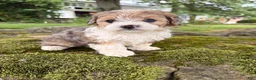 Corgipoo dogs for sale: Willow-F1B-CorgiPoo Merle - Ad 11