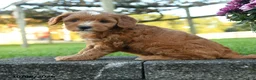 Mini Goldendoodle dogs for sale: Percival - Ad 3