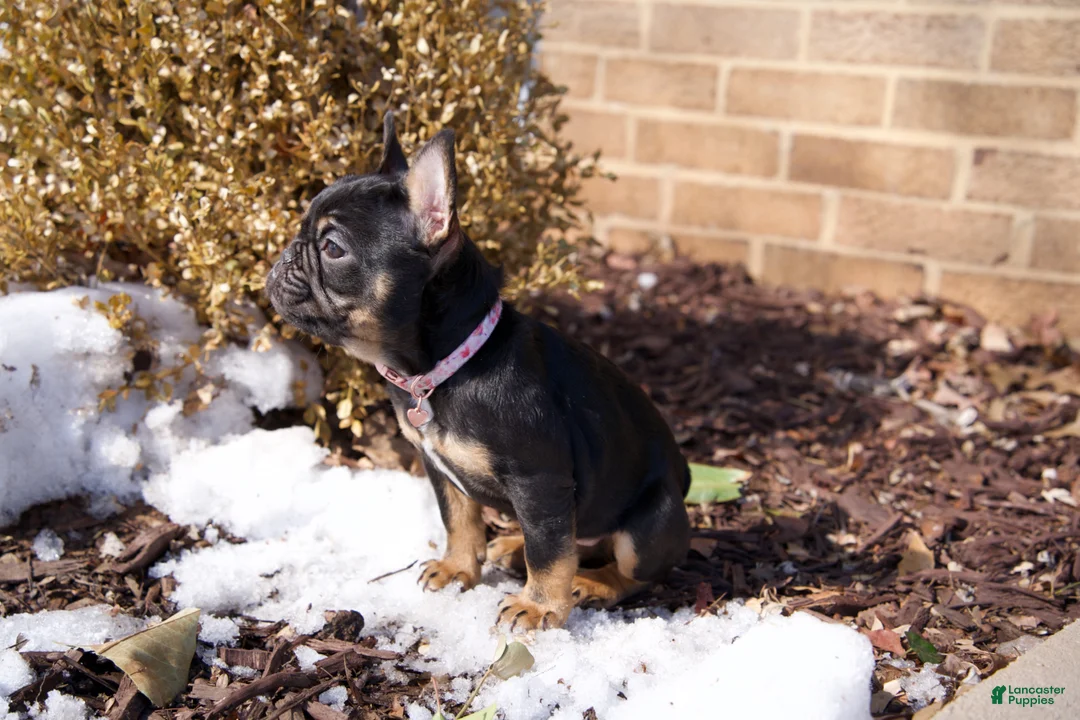 French Bulldog dogs for sale: Ruby - Ad 1