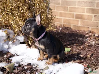 French Bulldog dogs for sale: Ruby - Ad 2