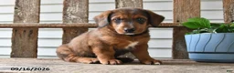 Mixed Breed dogs for sale: Mindy - Ad 1