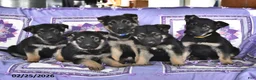 German Shepherd dogs for sale: Thelma - Ad 3