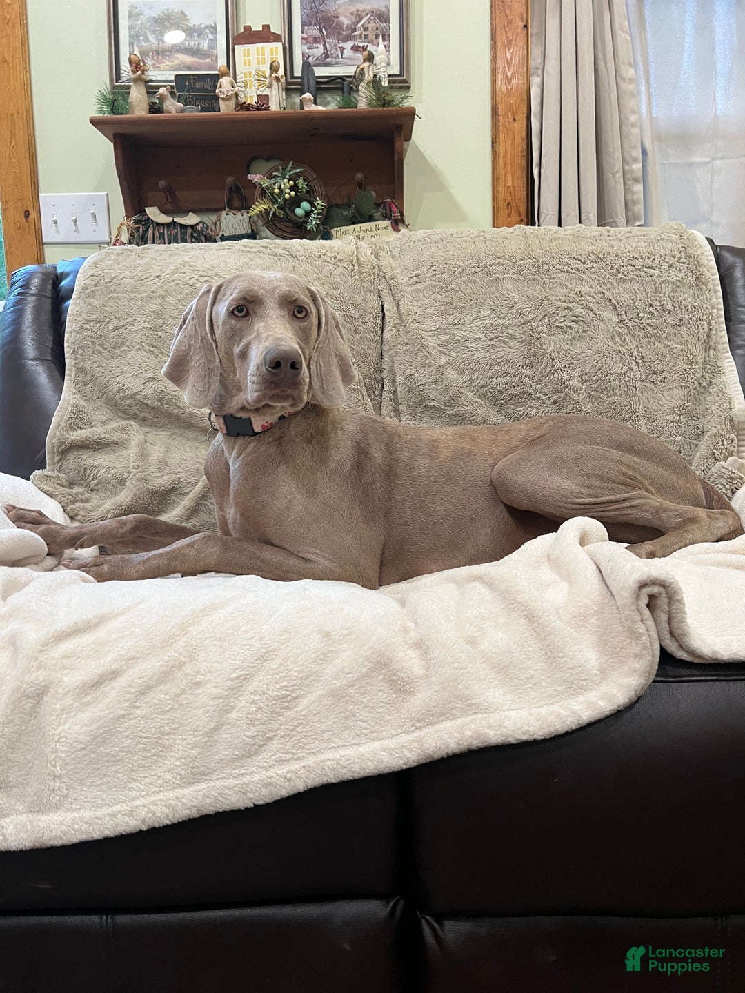 Weimaraner dogs for sale: Red - Ad 4