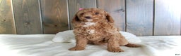 Mini Goldendoodle dogs for sale: Chloe - Ad 4