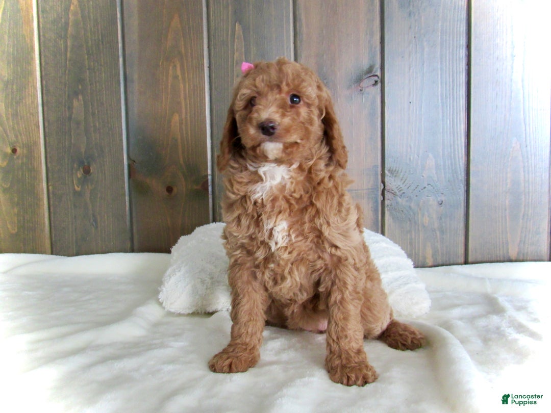 Mini Goldendoodle dogs for sale: Chloe - Ad 4