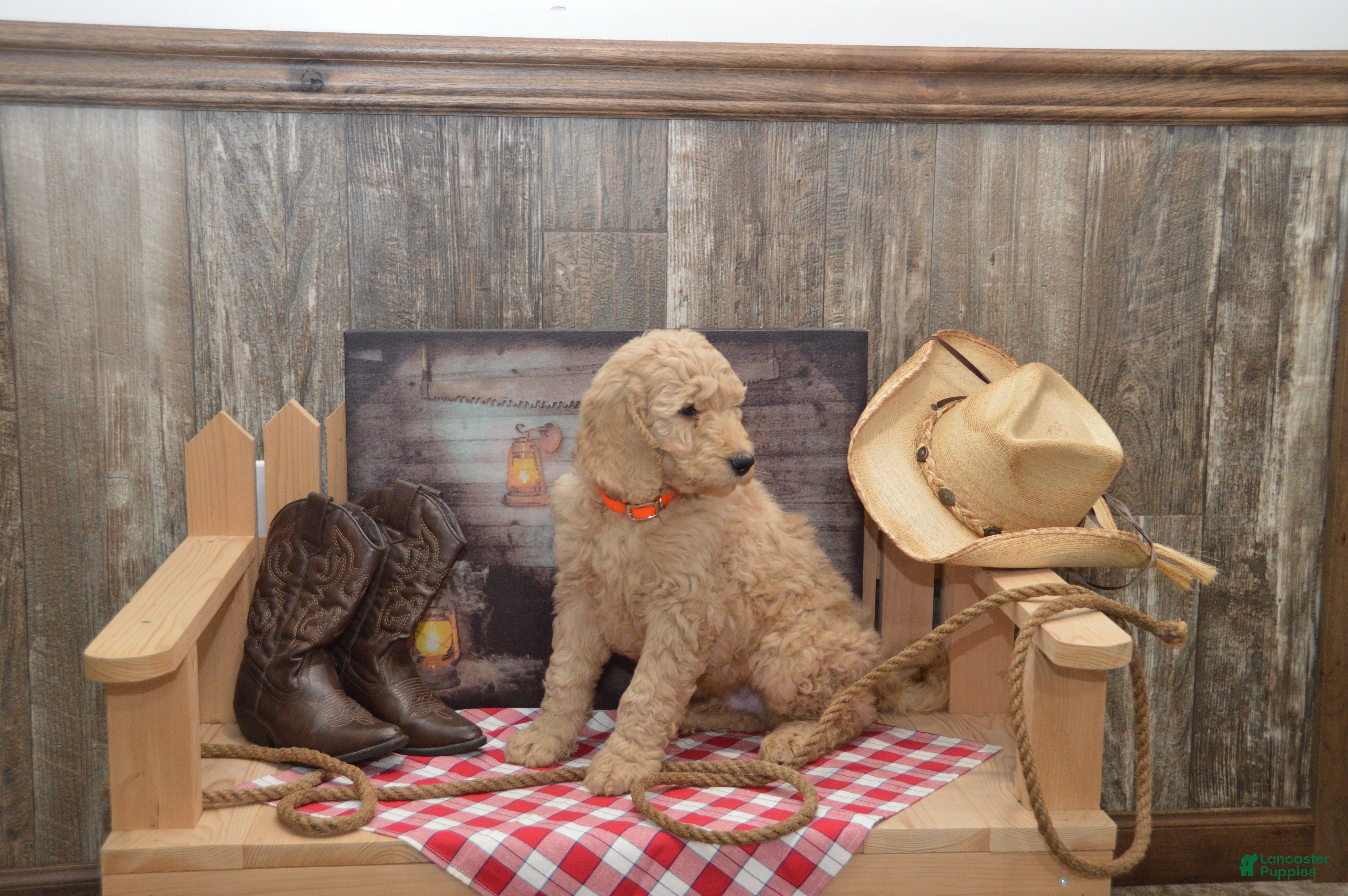 Goldendoodle dogs Rex - Ad 2