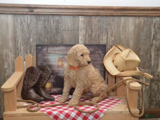 Goldendoodle dogs Rex - Ad 2