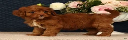 Cavapoo dogs for sale: Kendall - Ad 8