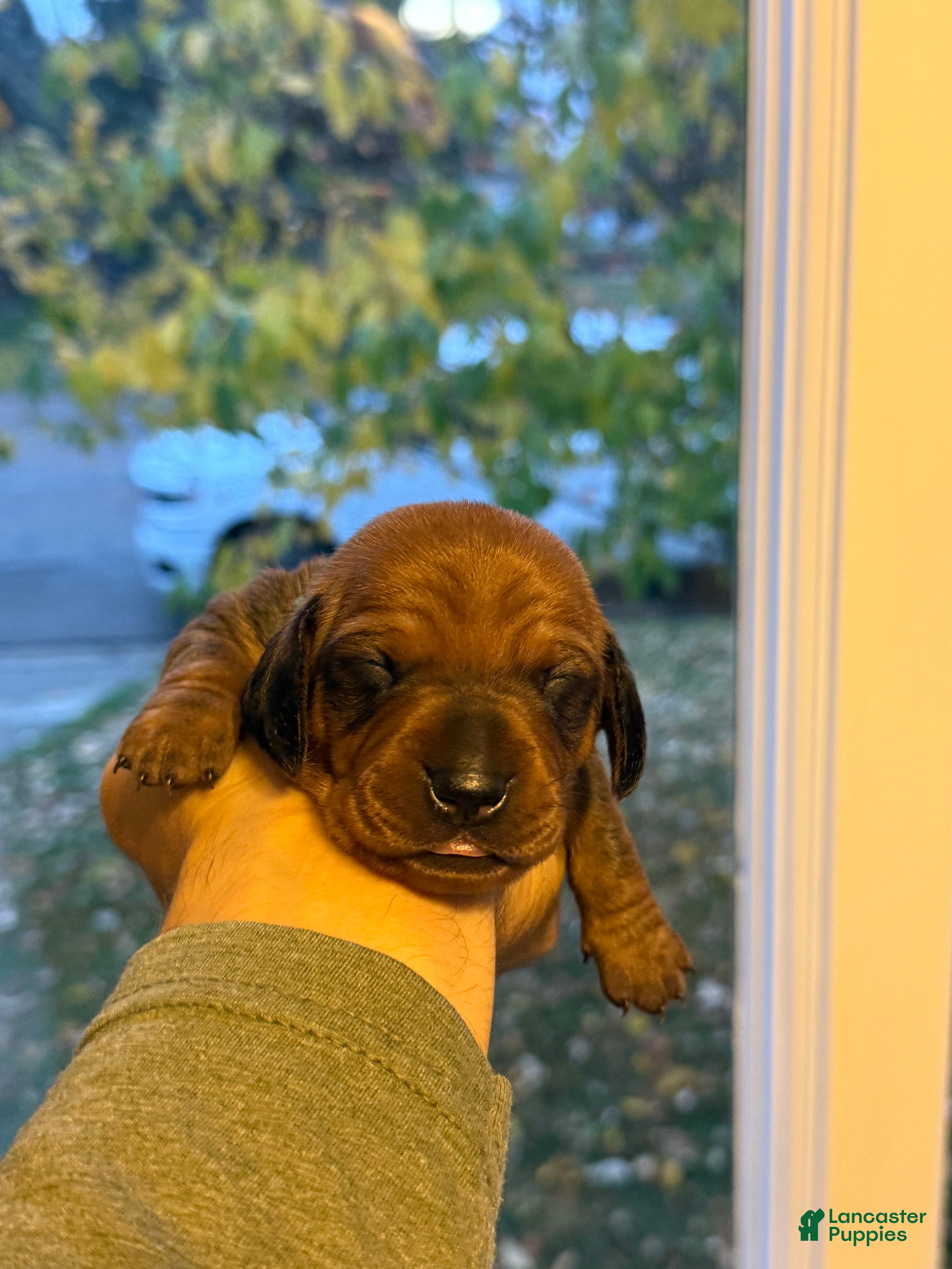 Dachshund dogs for sale: Teddy - Ad 10