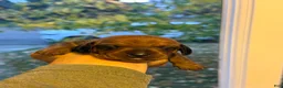 Dachshund dogs for sale: Teddy - Ad 1