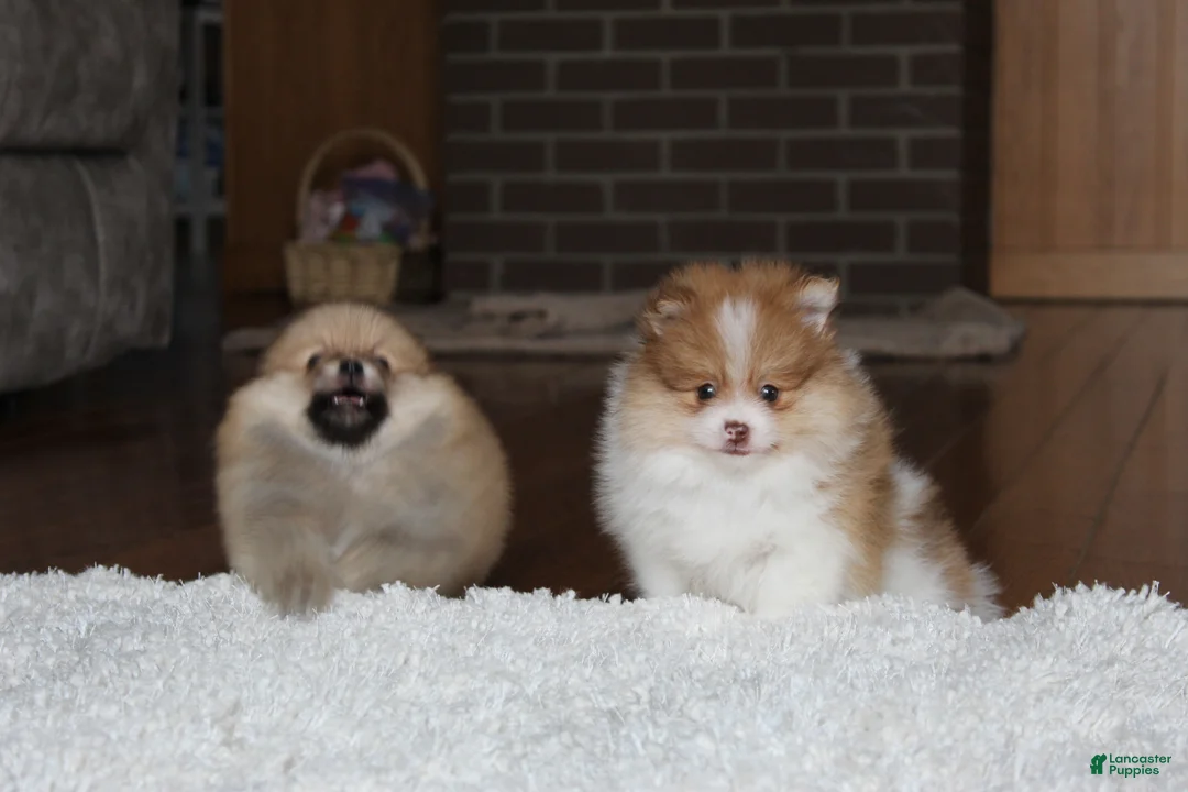 Pomeranian dogs for sale: Kenny - Ad 19