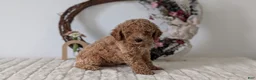 Miniature Poodle dogs for sale: Shiloh - Ad 11