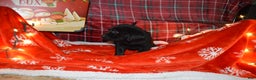 Labrador Retriever dogs for sale: Blossom  - Ad 2