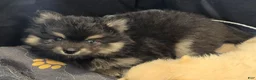 Pomsky dogs for sale: Black boy - Ad 3