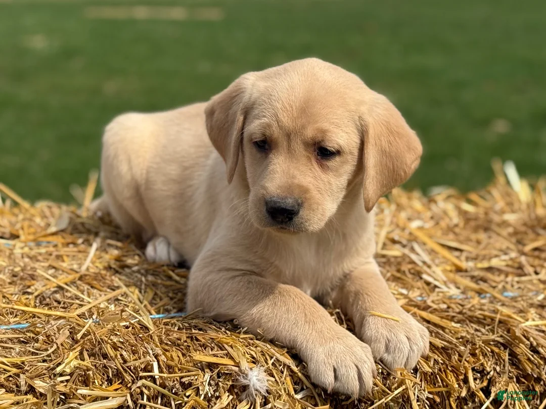 Labrador Retriever dogs for sale: Gloria - Ad 2