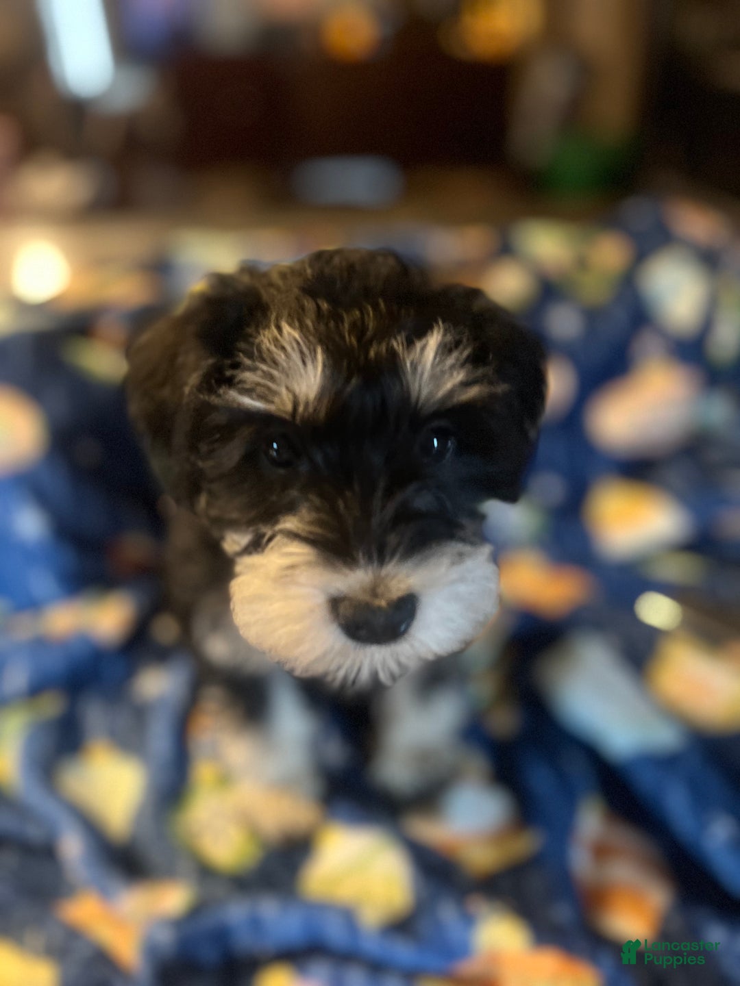 Miniature Schnauzer dogs for sale: Kali - Ad 9