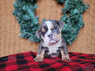 English Bulldog dogs Elliot - Ad 28