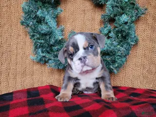 English Bulldog dogs Elliot - Ad 37
