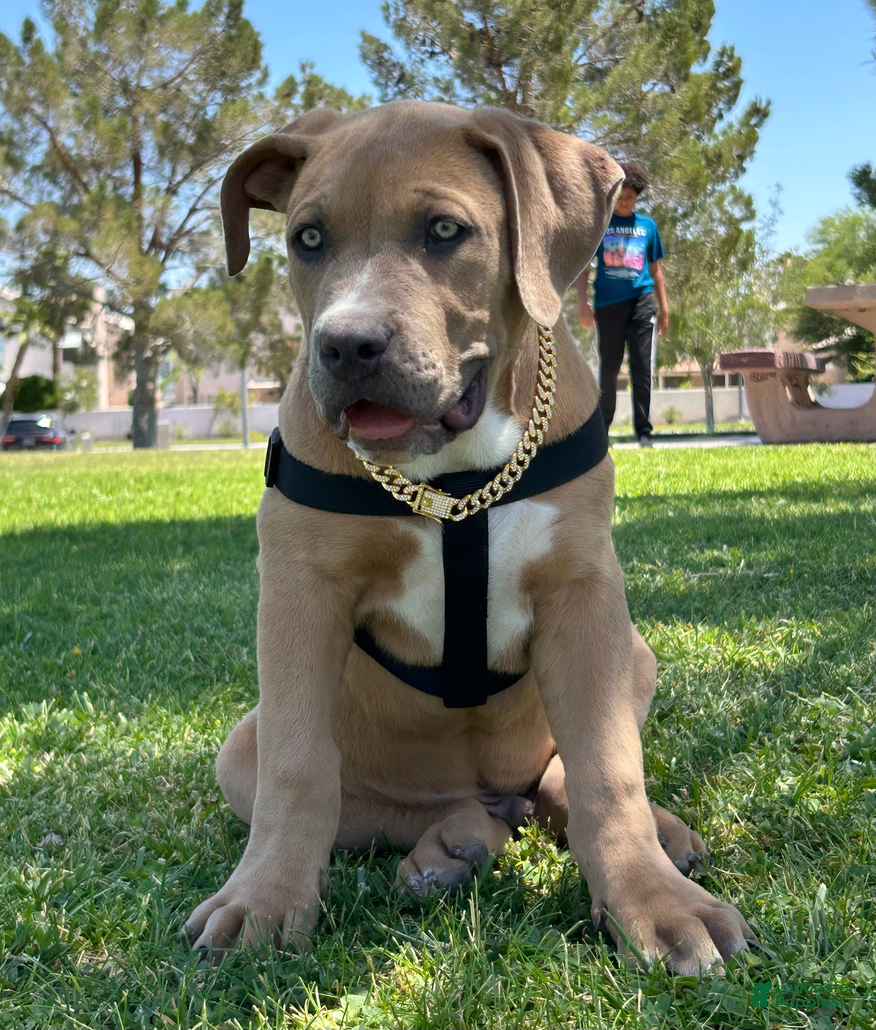 American Bully dogs KANO - Ad 1