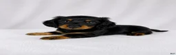Miniature Dachshund dogs for sale: Goose - Ad 5