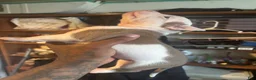 Mixed Breed dogs for sale: Mixed Breed 3 - Ad 2