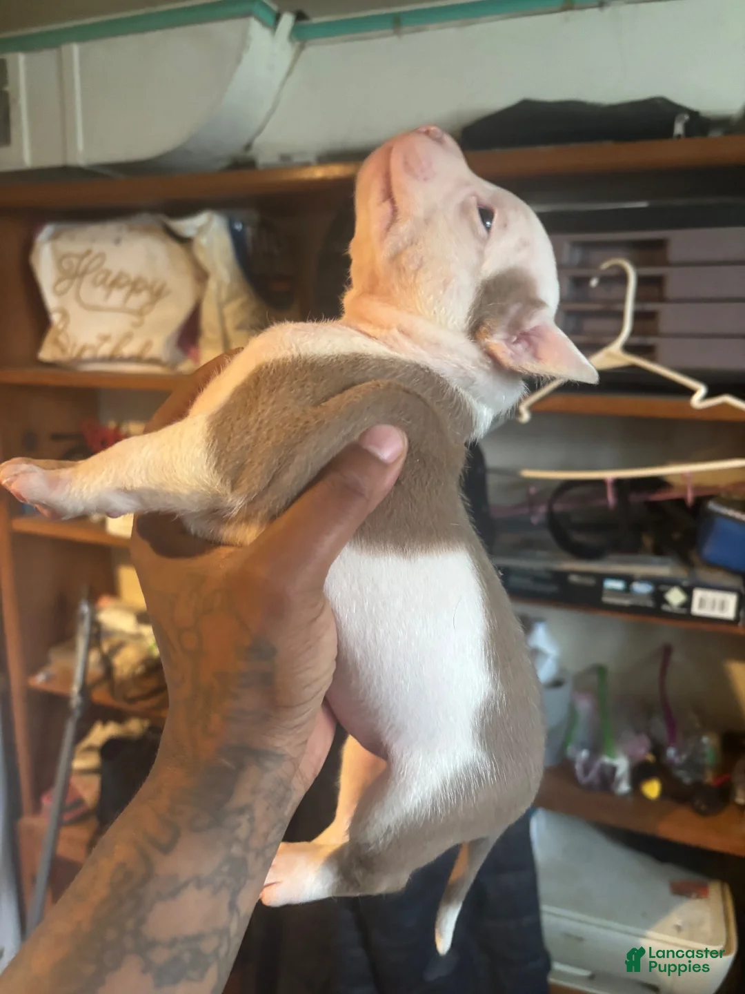 Mixed Breed dogs for sale: Mixed Breed 3 - Ad 2