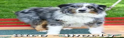 Australian Shepherd dogs for sale: Gary - Ad 11