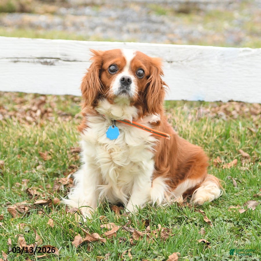 Cavalier King Charles Spaniel dogs for sale: Hershey - Ad 1