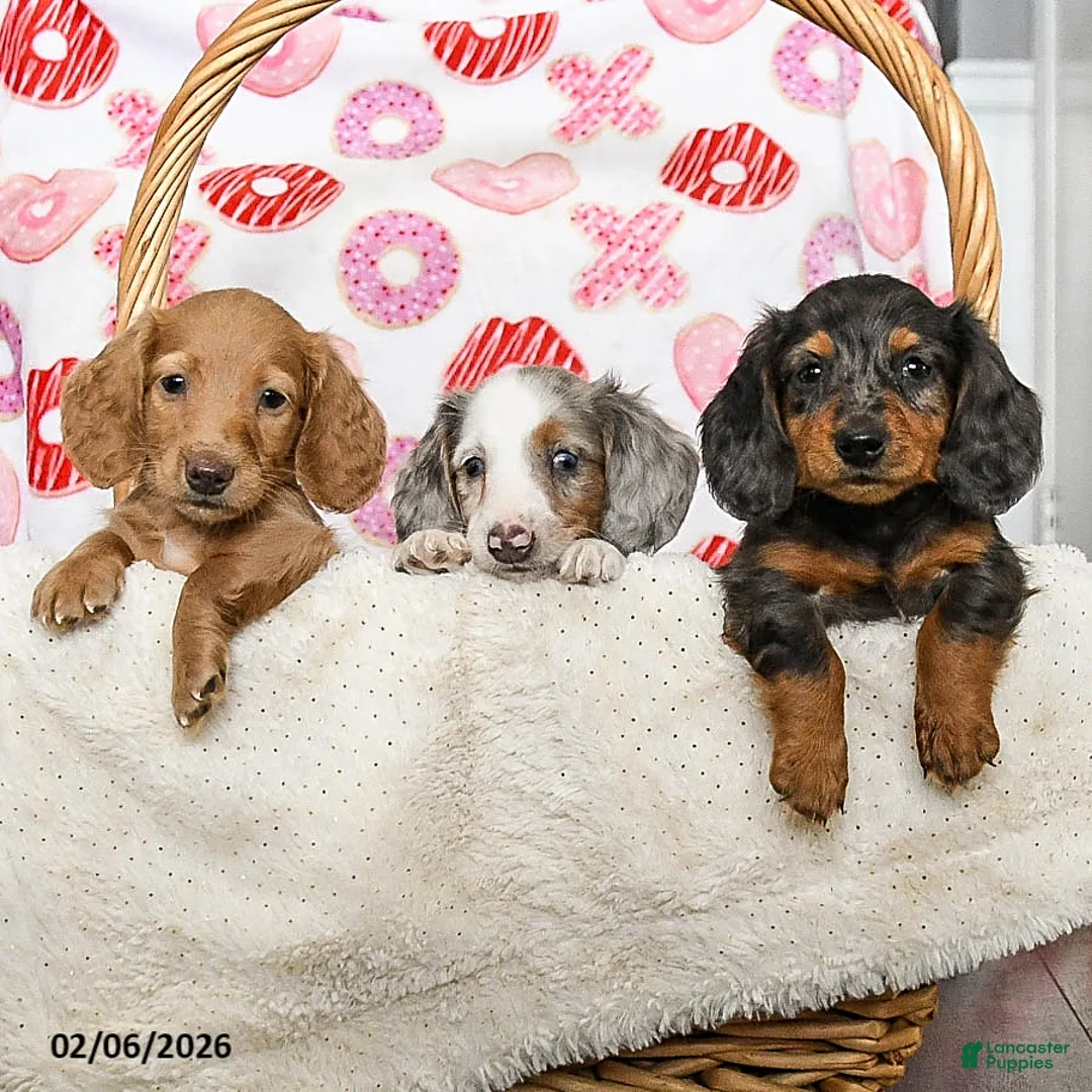 Miniature Dachshund dogs for sale: Otis - Ad 5