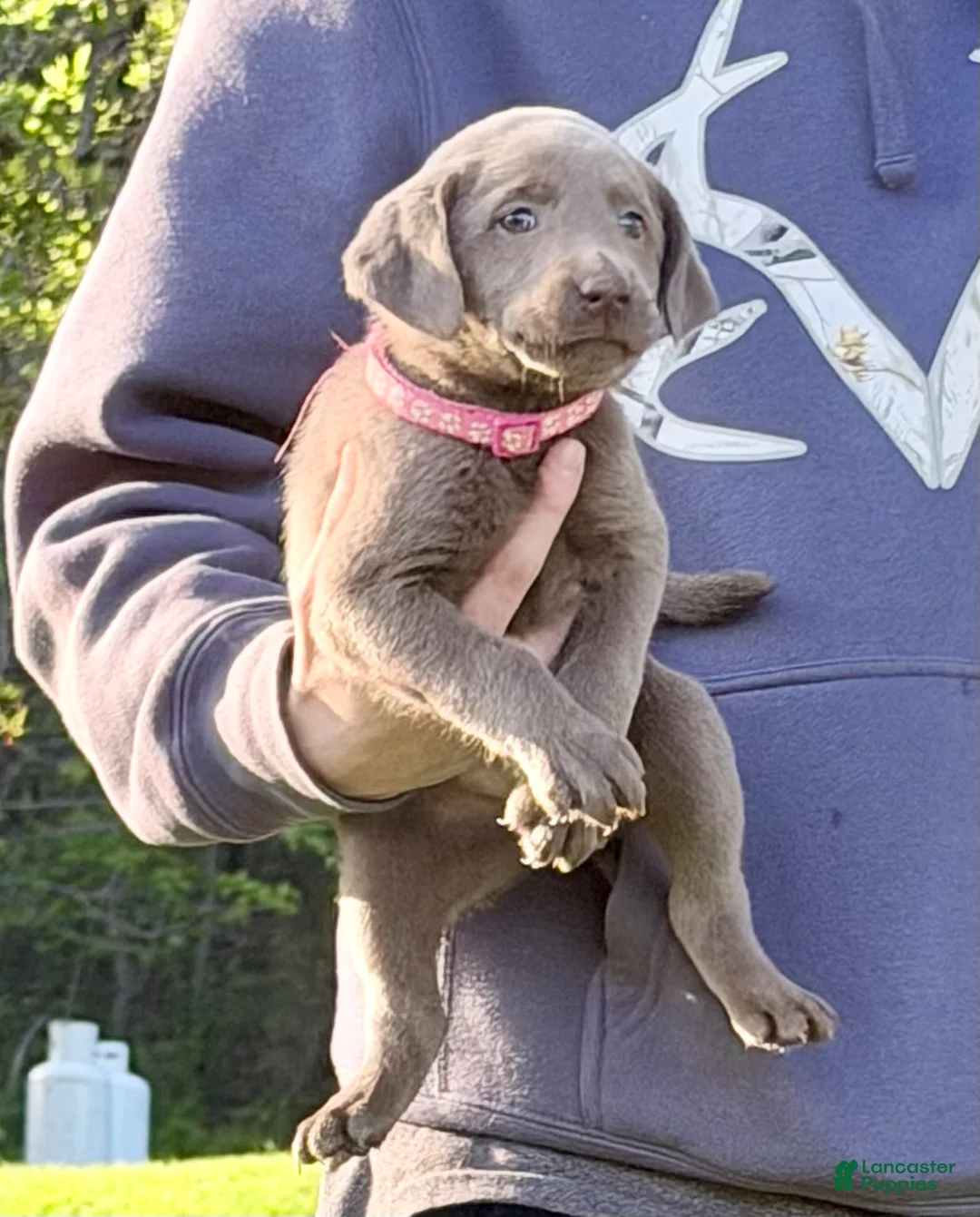 Labrador Retriever dogs for sale: Nova - Ad 2