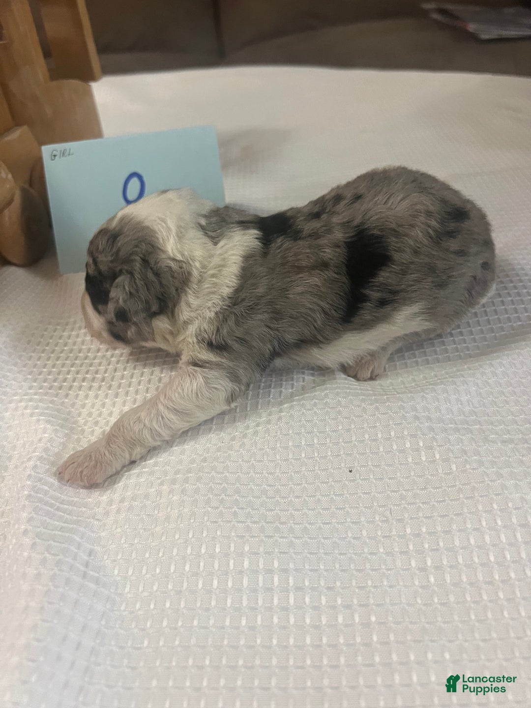 Aussiedoodle dogs for sale: JODY 8 - Ad 3