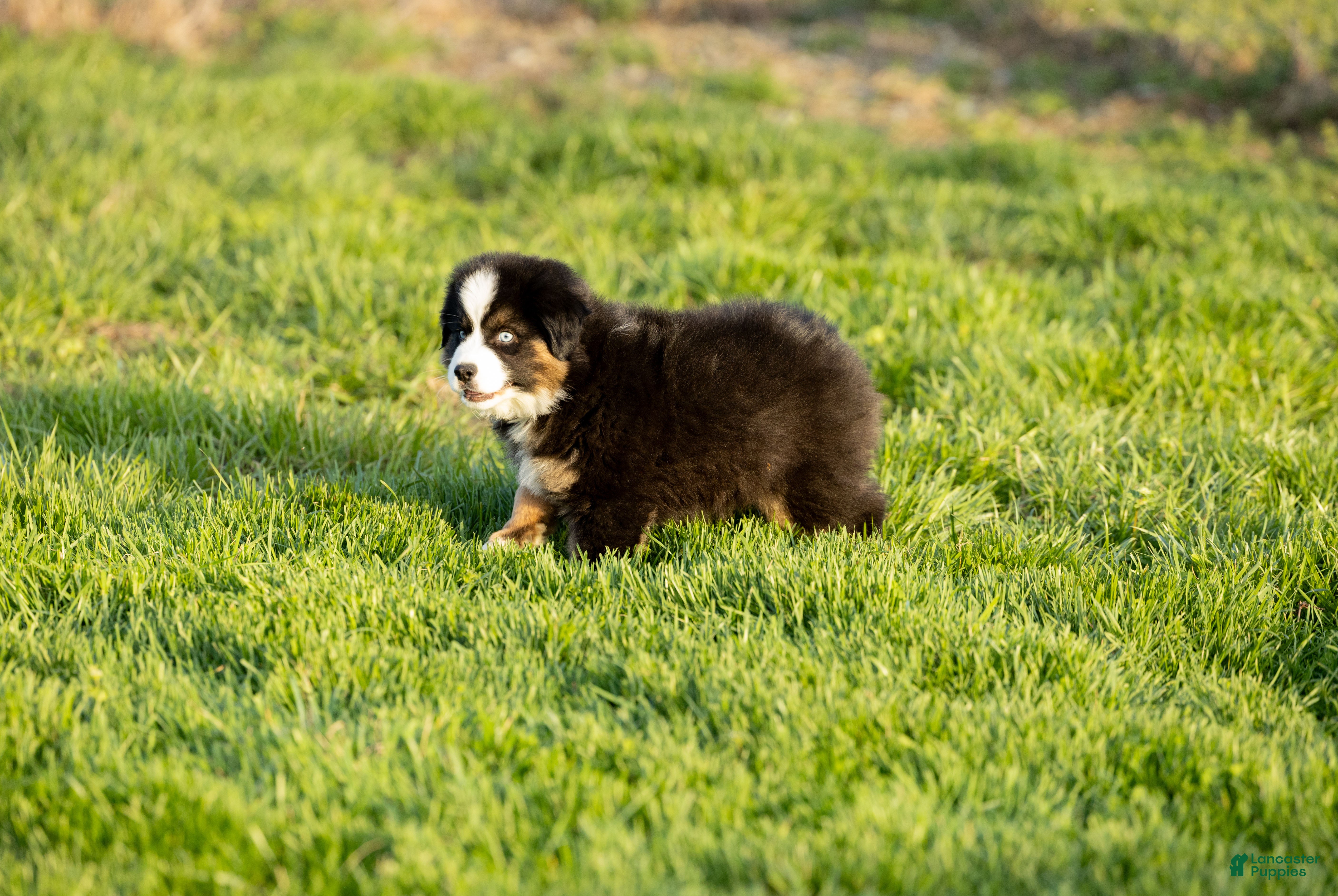 Miniature Australian Shepherd dogs Crackle Miniature Australian Shepherd Puppy  - Ad 2