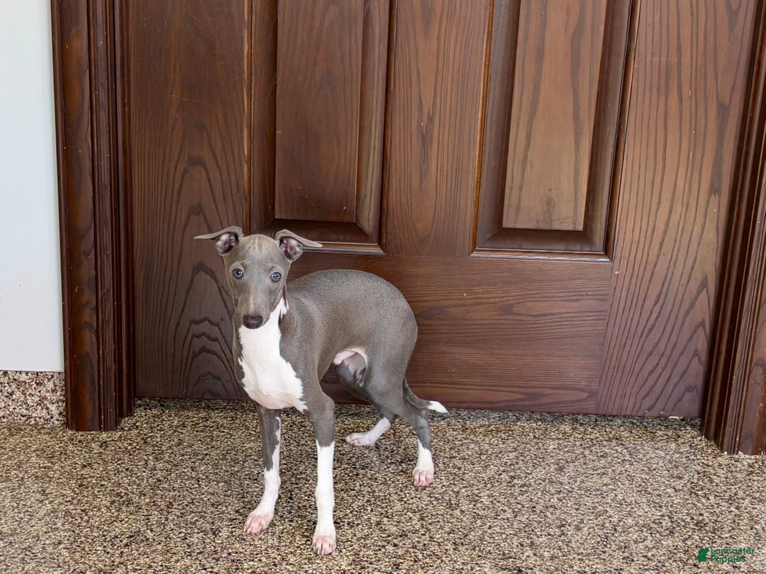 Italian Greyhound dogs for sale: Noah - Ad 7