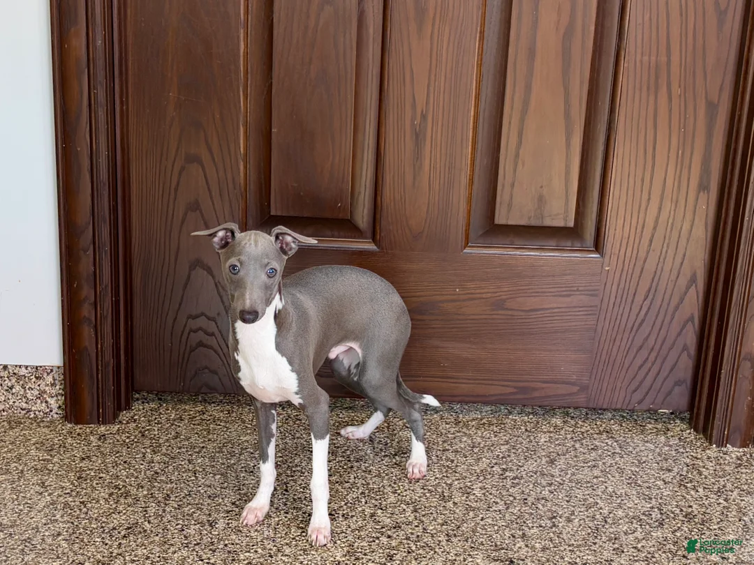 Italian Greyhound dogs for sale: Noah - Ad 7