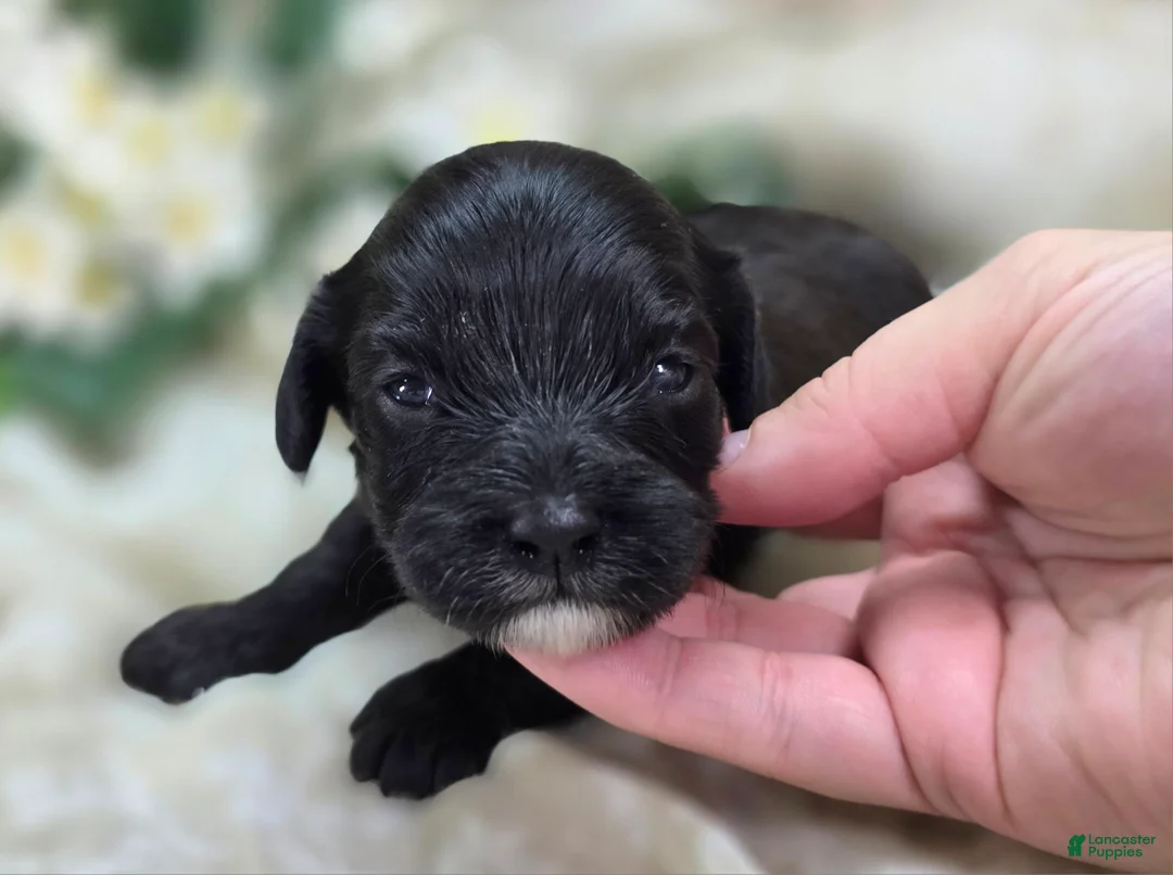 Cavapoo dogs for sale: Twink - Ad 2