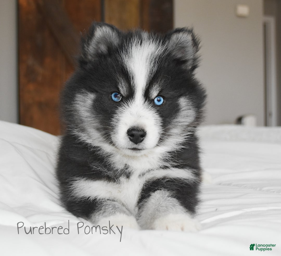 Pomsky dogs for sale: Nitro - Ad 5