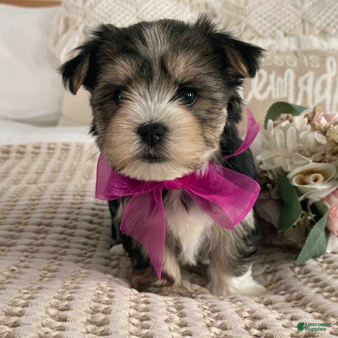 Morkie dogs for sale: Nellie - Ad 9