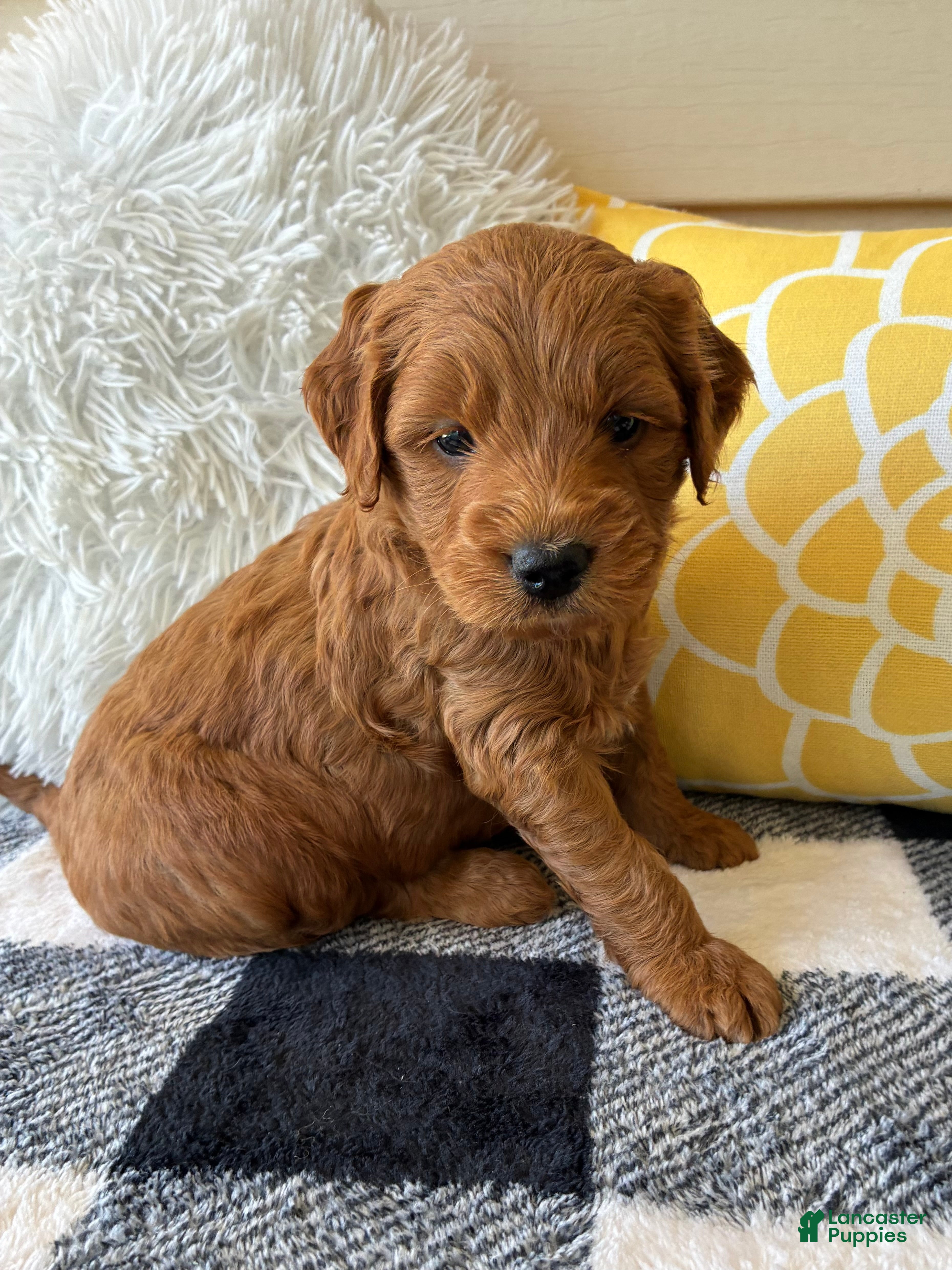 Mini Goldendoodle dogs Mini Goldendoodle “Milo” - Ad 2