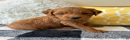 Mini Goldendoodle dogs for sale: Mini Goldendoodle “Milo” - Ad 3
